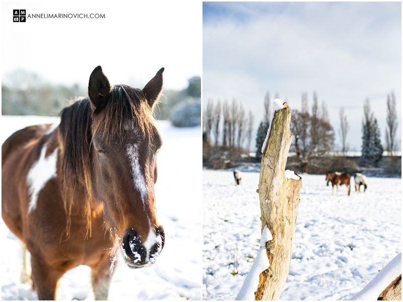 Surrey-Snow-January-2013-Anneli-Marinovich-Photography-80 "Horses-in-snow-Leatherhead"